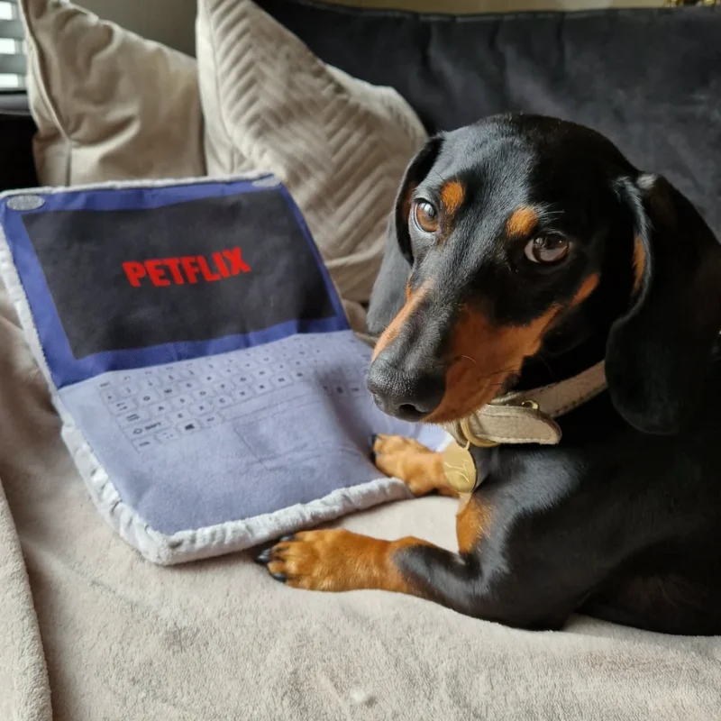 Peluche Petflix Chill Saldi Straordinari Offerte Speciali Disponibili Adesso