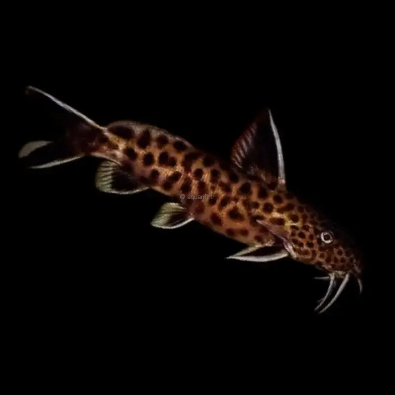 Synodontis lucipinnis - ​Drones Professionnels & Grand Public | Boutique Française​ - gimbal ​drone amp boutique