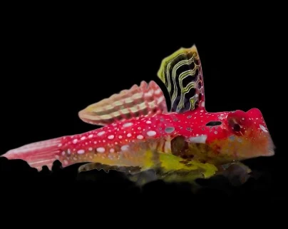 Synchiropus sycorax (Ruby Red Dragonet) - Saldi Straordinari – Offerte Speciali Disponibili Adesso Sycora Abernathy (@LaTraeQBAbernathy) • Facebook