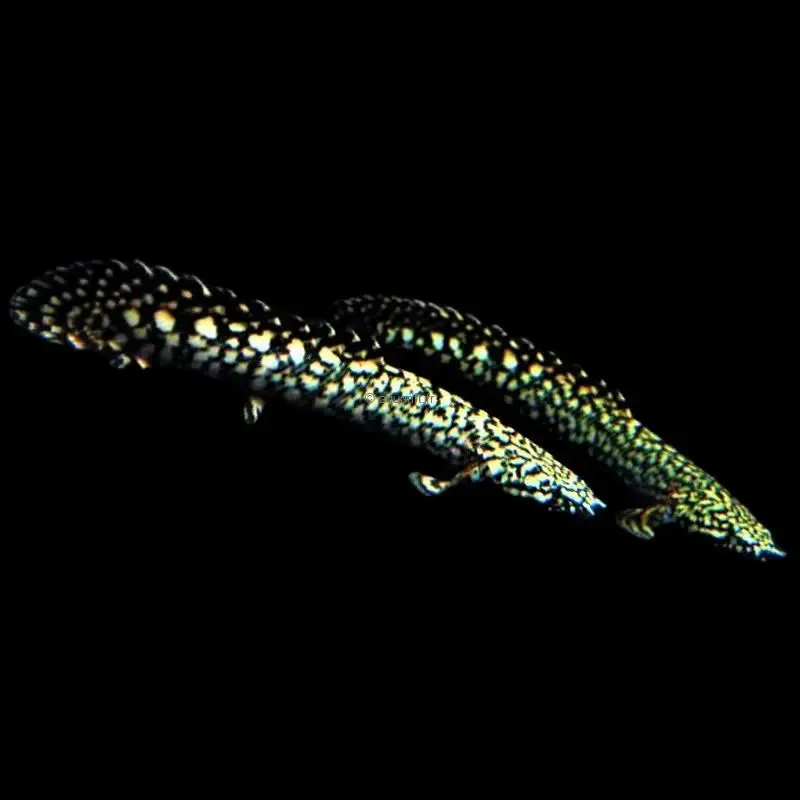 Polypterus ornatipinnis - ​Drones Professionnels & Grand Public | Boutique inspection Française