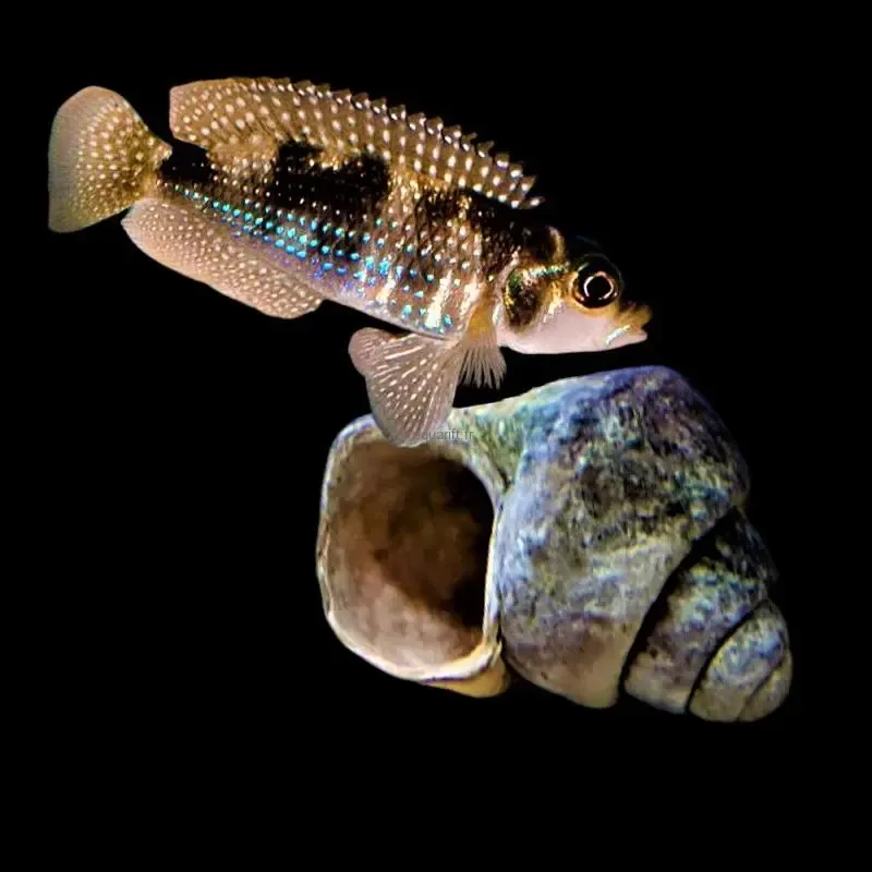 Lamprologus meleagris - ​Drones Professionnels & Grand Public | Boutique Française​ Lamprologus