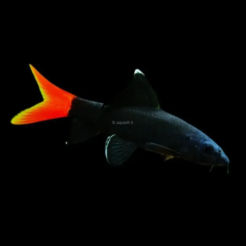 Epalzeorhynchos bicolor Labeo - ​Drones Professionnels & Grand Public | Boutique Française​ - drone dji mini ​drone amp boutique