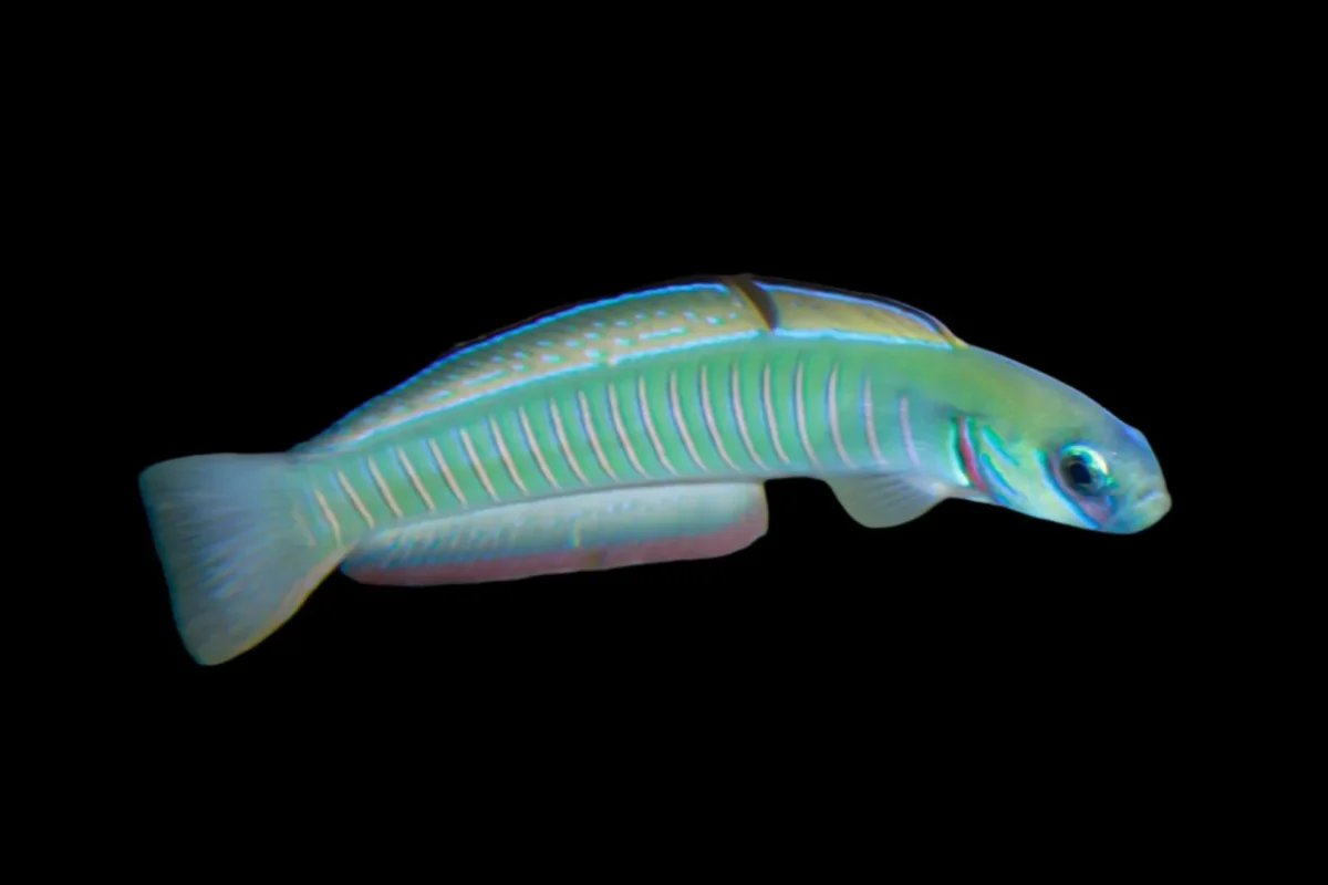 Ptereleotris zebra (Zebra Bar Goby) - Saldi Straordinari – Offerte Speciali Disponibili Adesso Pub vs. Bar: Key Differences Explained