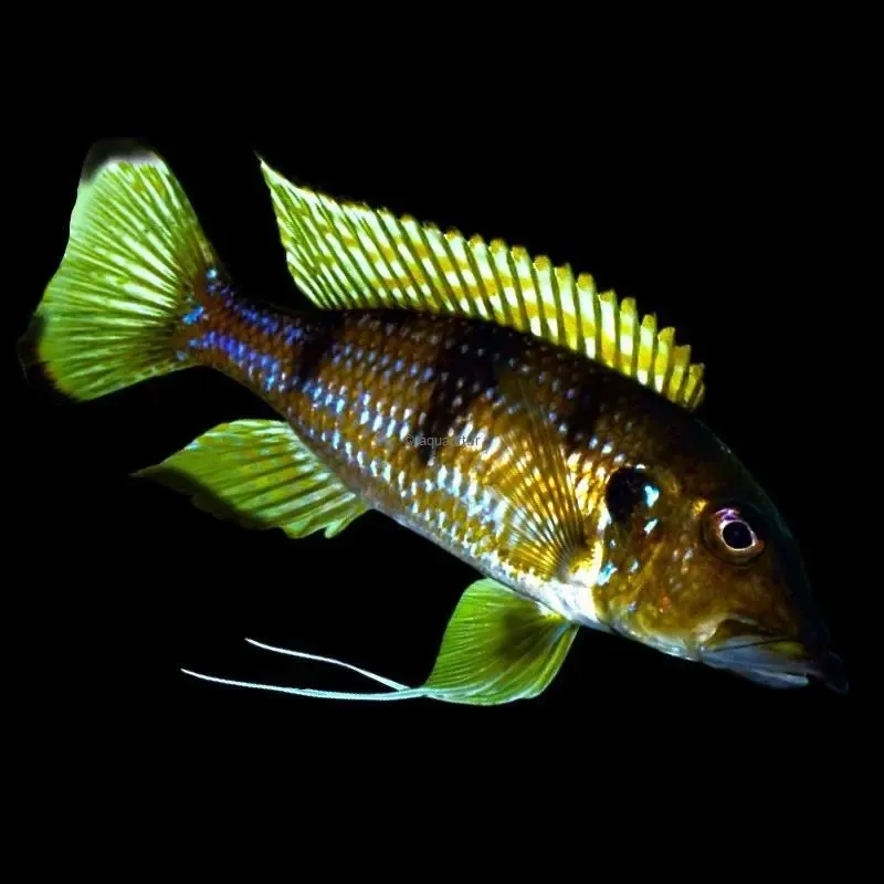 Gnathochromis permaxillaris F1 - ​Drones Professionnels & Grand Public | Boutique Française​ - bass amp brands amp boutique