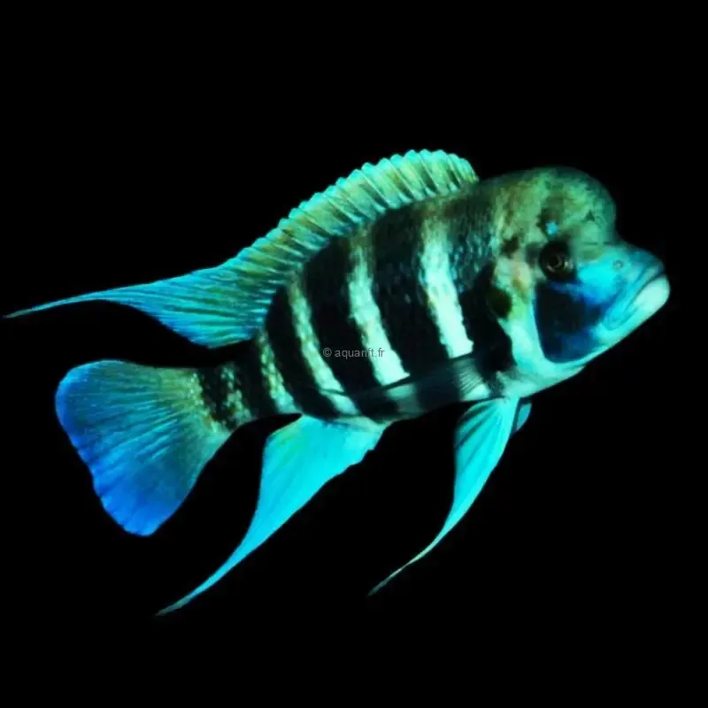 Cyphotilapia frontosa Kigoma F1 - ​Drones Professionnels & Grand Public | Boutique Française​ Vox amPlug 3 Boutique Headphone Guitar Amp w/ 2 Channels & Stereo Effects :  Amazon.in: Musical Instruments