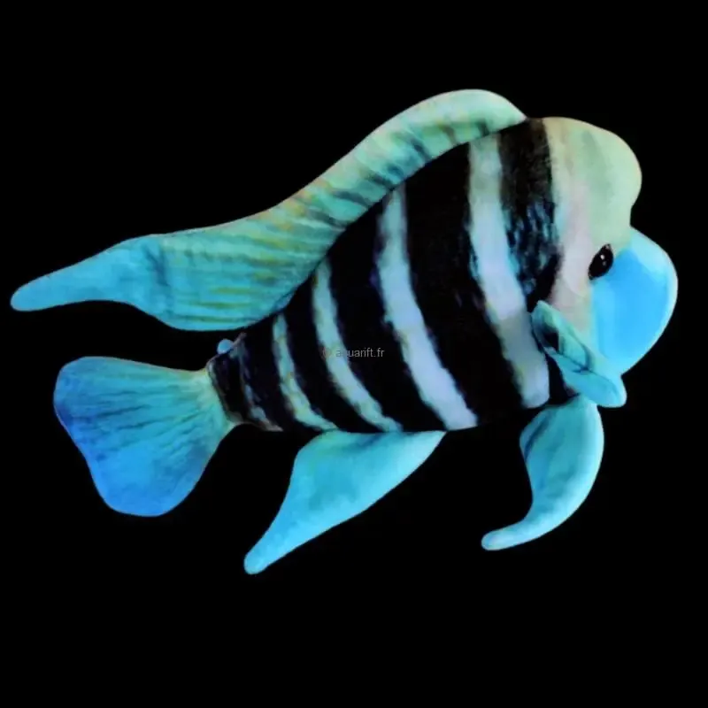 Cyphotilapia Loup frontosa Peluche cichlides - ​Drones Professionnels & Grand Public | Boutique Française