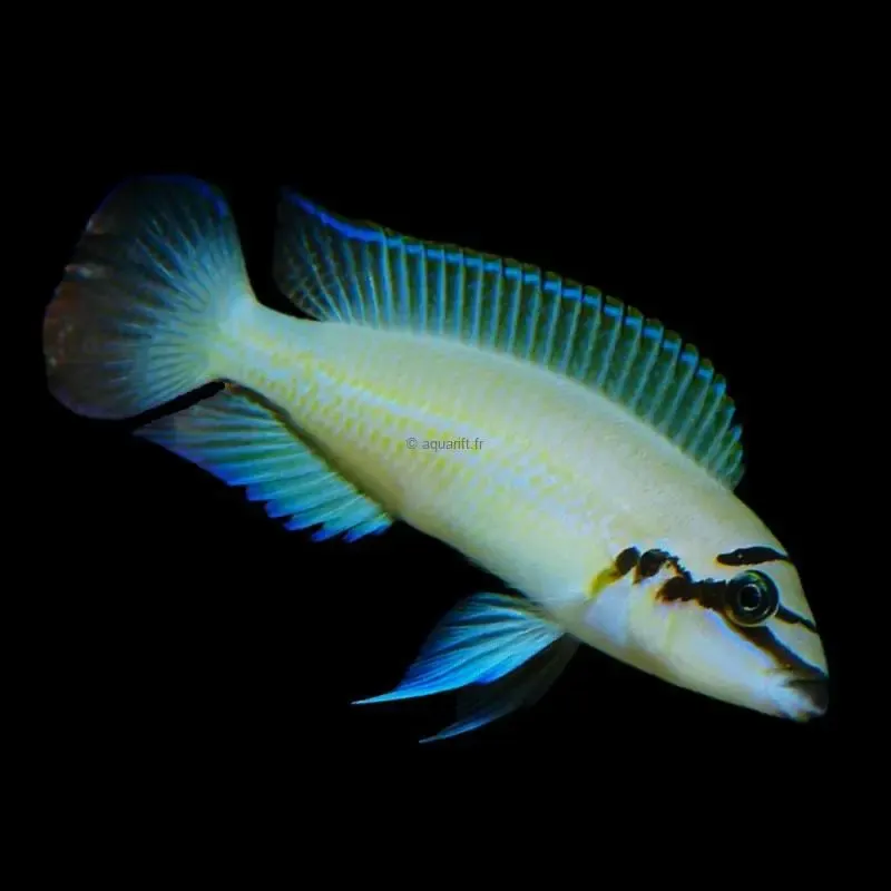 Chalinochromis brichardi ​Drones Professionnels Grand Public Boutique Française
