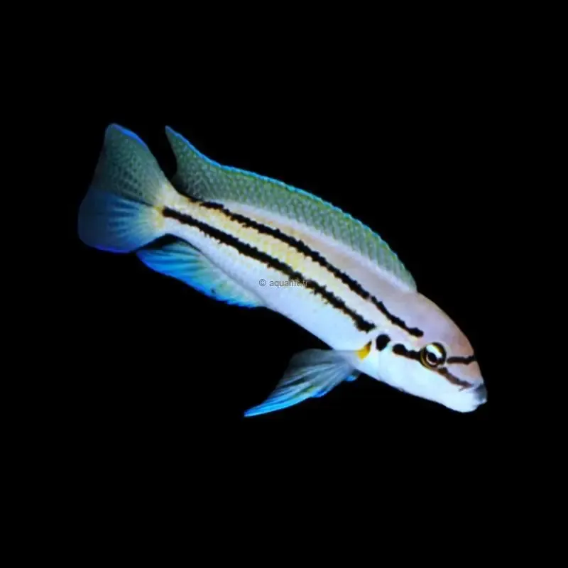 Chalinochromis sp bifrenatus - ​Drones Professionnels & Grand Public | Boutique Française​ The St. Augustine Amphitheatre to Debut New Amp Shop, Box Office and The  Kookaburra Coffee Outpost | St. Augustine Amphitheatre