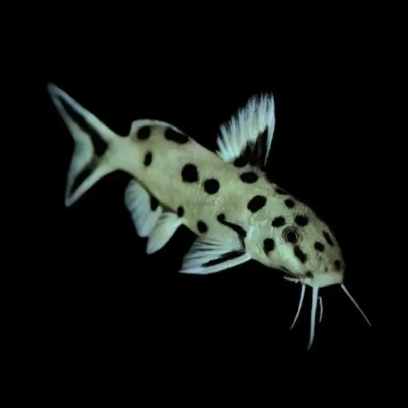 Synodontis polli ​Drones Professionnels Grand Public Boutique Française