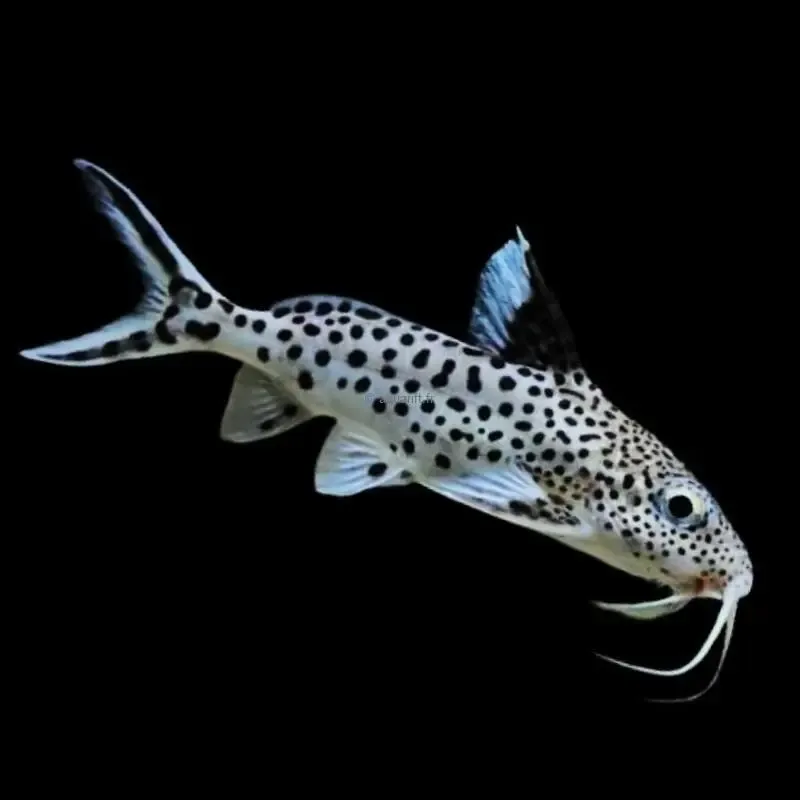 Synodontis grandiops coucou du Tanganyika - ​Drones Professionnels & Grand Public | Boutique Française​ Huile