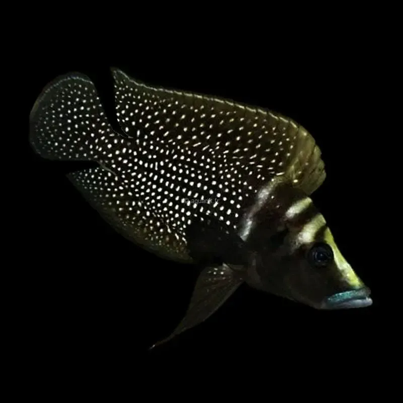 Altolamprologus calvus Mtoto F1 ​Drones Professionnels Grand Public Boutique Française
